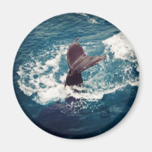 Cola del Humpback, imán
