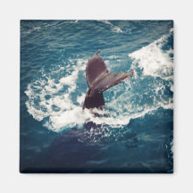 Cola del Humpback, imán cuadrado