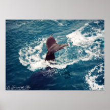 Cola del Humpback, impresión Poster