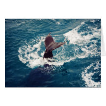Cola del Humpback, tarjeta de felicitación