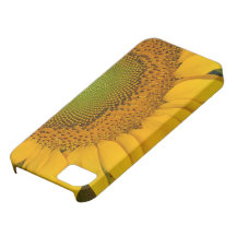 Colección 1 del girasol iPhone 5 protectores