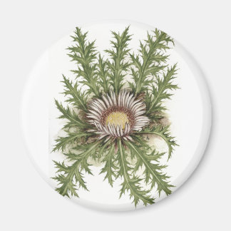 Colección de plata del cardo imán de frigorífico