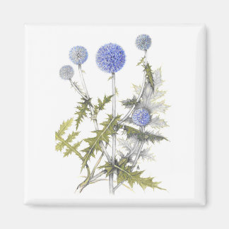 Colección del cardo de globo imanes  