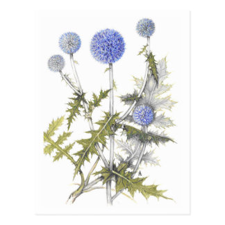 Colección del cardo de globo tarjetas postales
