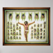 colección del insecto poster