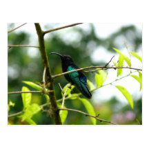 Colibri (colibrí) - Martinica, FWI Tarjeta Postal