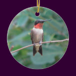 colibrí de la Rubí-garganta adornos