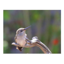 Colibrí del bebé postales