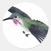 Colibrí del Calliope Pegatinas