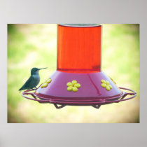 Colibrí en alimentador posters