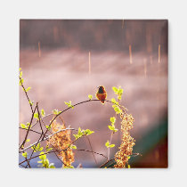 Colibrí en ducha de lluvia imanes
