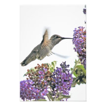 Colibrí en el arbusto de mariposa impresiones fotograficas