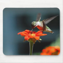 Colibrí en el girasol mexicano alfombrillas de ratones