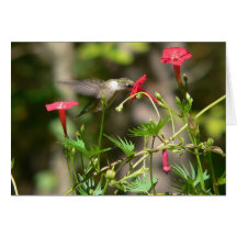 Colibrí en la vid de Cypress Tarjeton