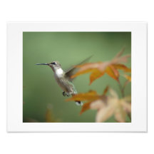 Colibrí en un árbol de arce japonés fotos