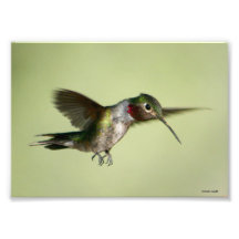 Colibrí en verde fotografias