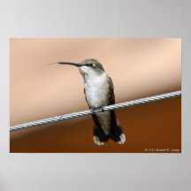 Colibrí encaramado poster