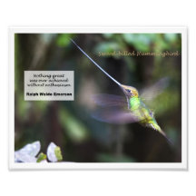 colibrí Espada-cargado en cuenta Fotografía