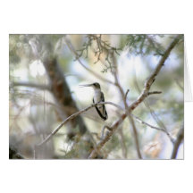Colibrí Felicitación