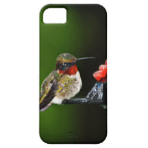 Colibrí iPhone 5 Protectores