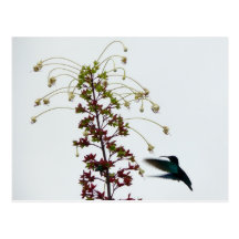 Colibri - Martinica, FWI Tarjetas Postales