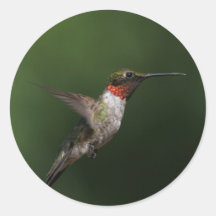 Colibrí Pegatinas Redondas
