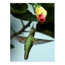 Colibrí Postal