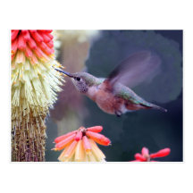 Colibrí Postal