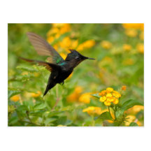 Colibri Postal