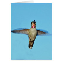 Colibrí que asoma tarjetón