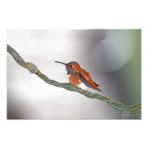 Colibrí que pega hacia fuera la lengua fotos