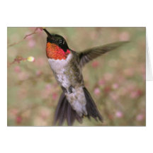 colibrí Rubí-throated Felicitacion