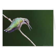 colibrí Rubí-throated Felicitacion