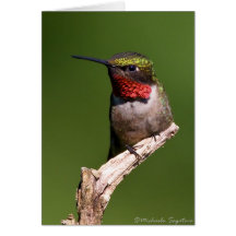 colibrí Rubí-throated Felicitación