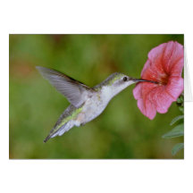 colibrí Rubí-throated (femenino) con la petunia pi Felicitación