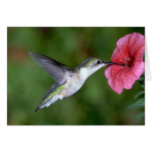 colibrí Rubí-throated (femenino) con la petunia Felicitacion