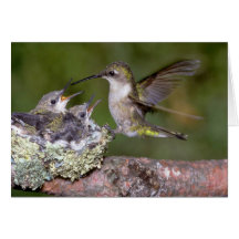 colibrí Rubí-throated (femenino) con los jóvenes Tarjeta