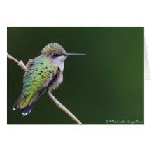 colibrí Rubí-throated Tarjeta
