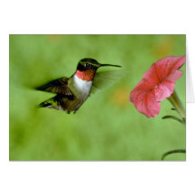 colibrí Rubí-throated (varón) con la petunia Tarjetas