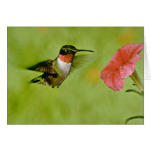 colibrí Rubí-throated (varón) con rosa de la petun Felicitaciones