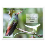 colibrí Rufo-atado Fotos