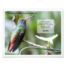 colibrí Rufo-atado Fotos