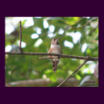 Colibrí rufo de septiembre posters
