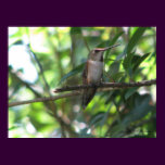 Colibrí rufo femenino posters