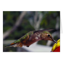 Colibrí rufo - tarjetas de la foto