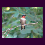 Colibrí Throated de rubíes masculino posters