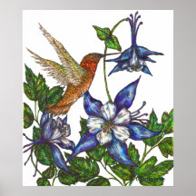 Colibrí y Columbine rufos Poster