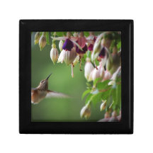 Colibrí y planta de Fushia Cajas De Regalo