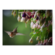 Colibrí y planta de Fushia Felicitaciones