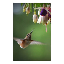 Colibrí y planta de Fushia Papelería De Diseño